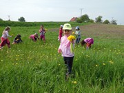 Pleteme věnečky z pampelišek